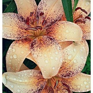 Meet your Posher, Diyinkedgirl